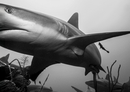 Les Schumer AAPS QPSA GPU CR1