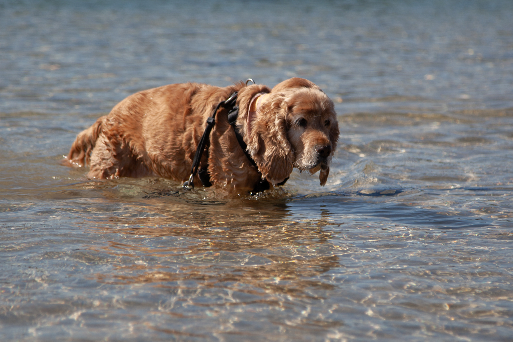 One Last Swim by Sonia Peterlin One Last Swim