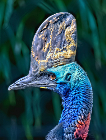 Susanne  Souter  LAPS AFIAP QPSA