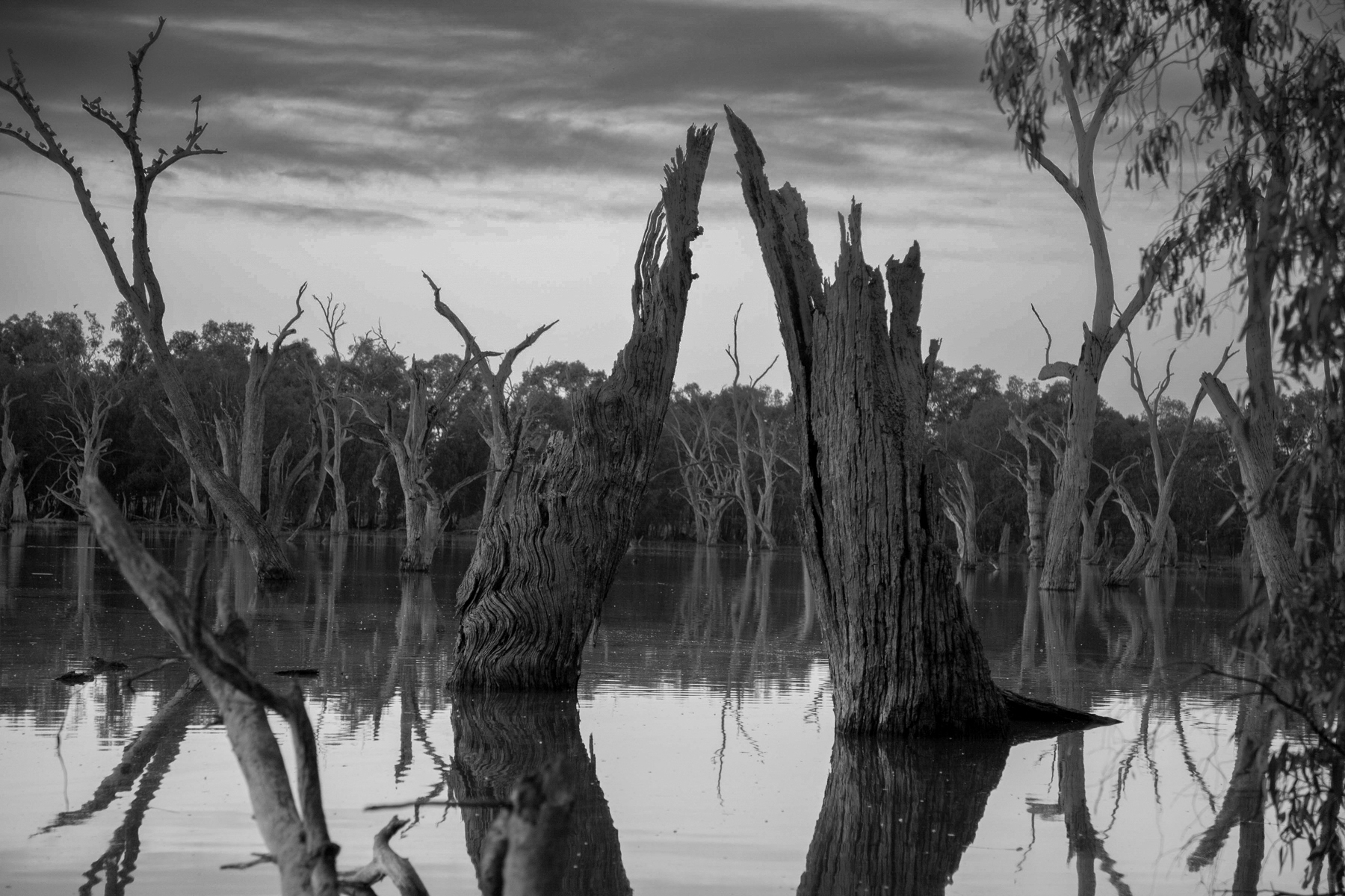 Gum Swamp Forbes by Sonia Peterlin Gum Swamp Forbes