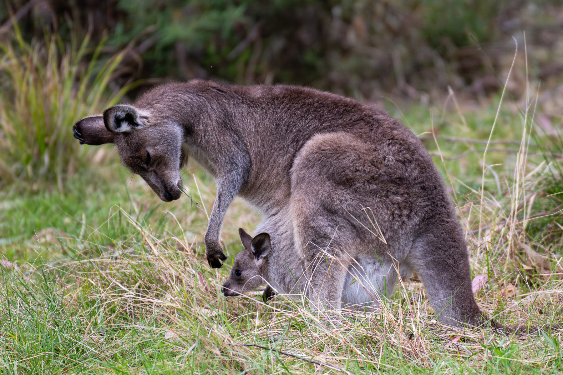 Checking in with joey by Matt Dawson Checking in with joey