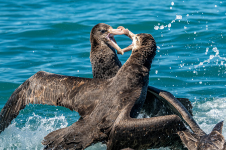 Susanne  Souter  LAPS AFIAP QPSA