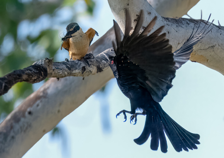 Les Schumer AAPS QPSA GPU CR1