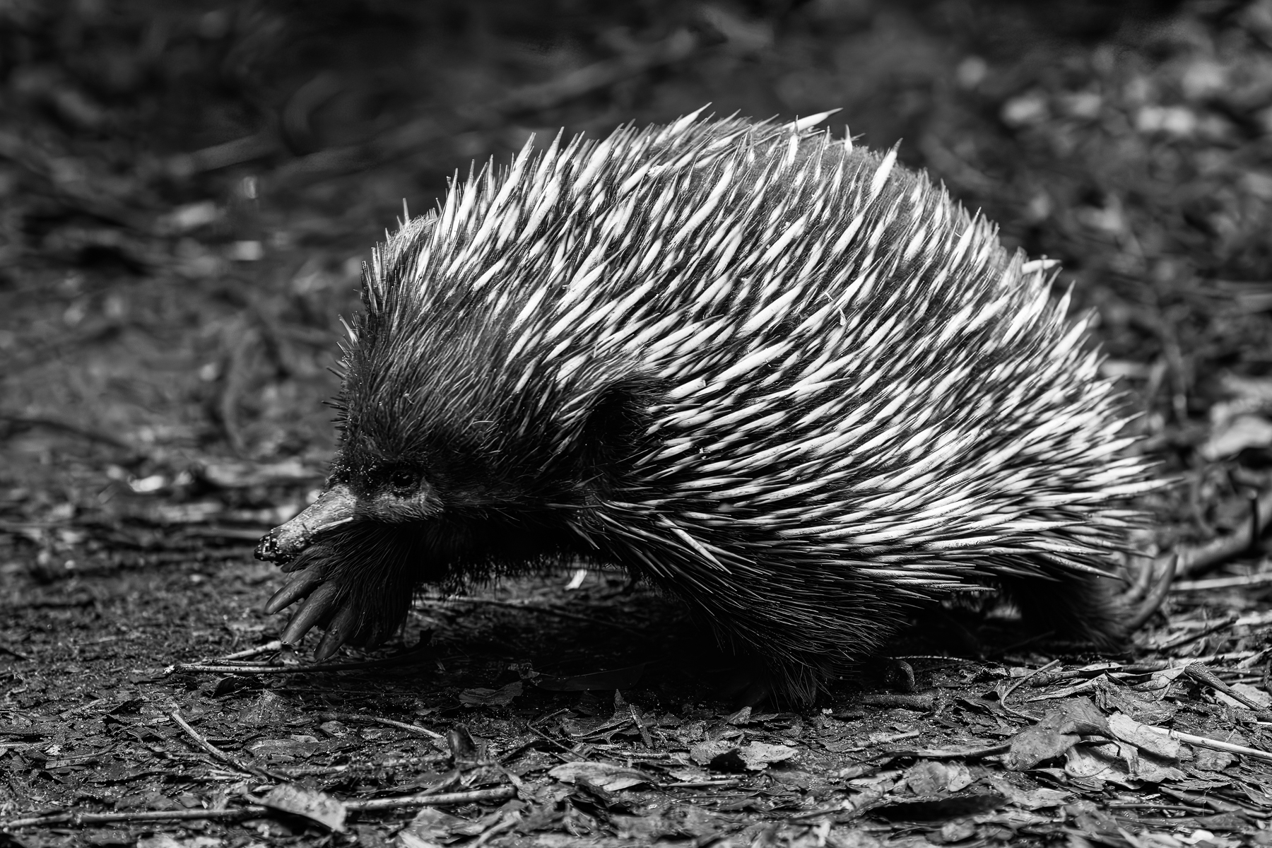Echidna Strolling by Matt Dawson Echidna Strolling