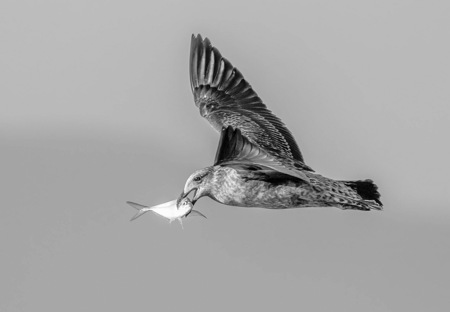 Susanne  Souter  LAPS AFIAP QPSA