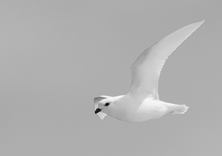 Les Schumer AAPS QPSA GPU CR1