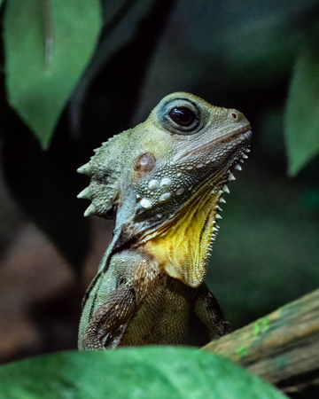 Matt Dawson LAPS QPSA AFIAP