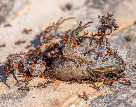 Susanne  Souter  LAPS AFIAP QPSA