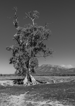 Les Schumer AAPS QPSA GPU CR1