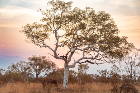 Susanne  Souter  LAPS AFIAP QPSA