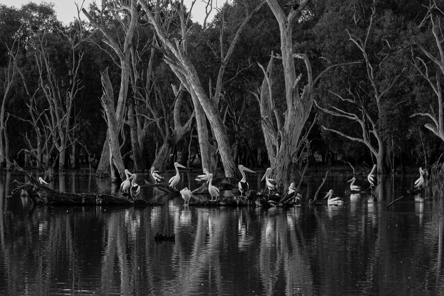 Pel_E_Clan by Sonia Peterlin Pel_E_Clan