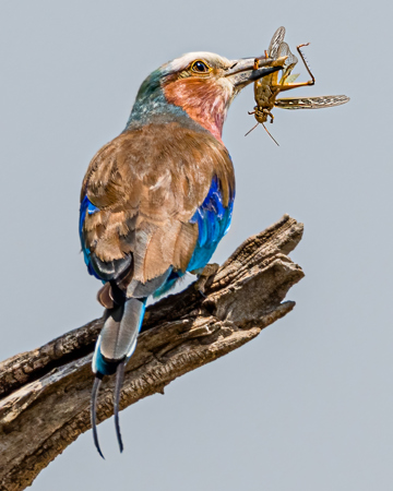 Les Schumer AAPS QPSA GPU CR1