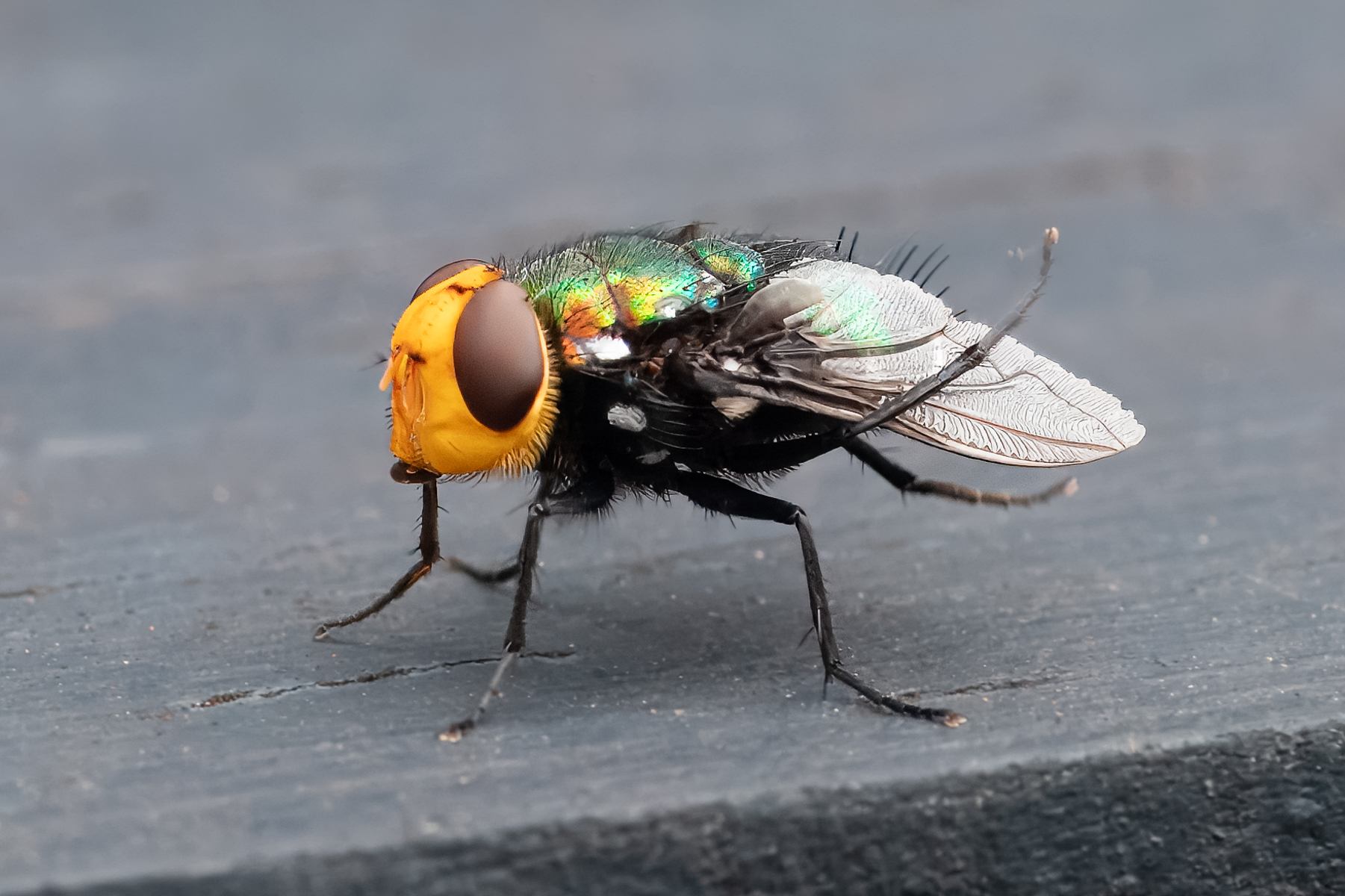 Fly