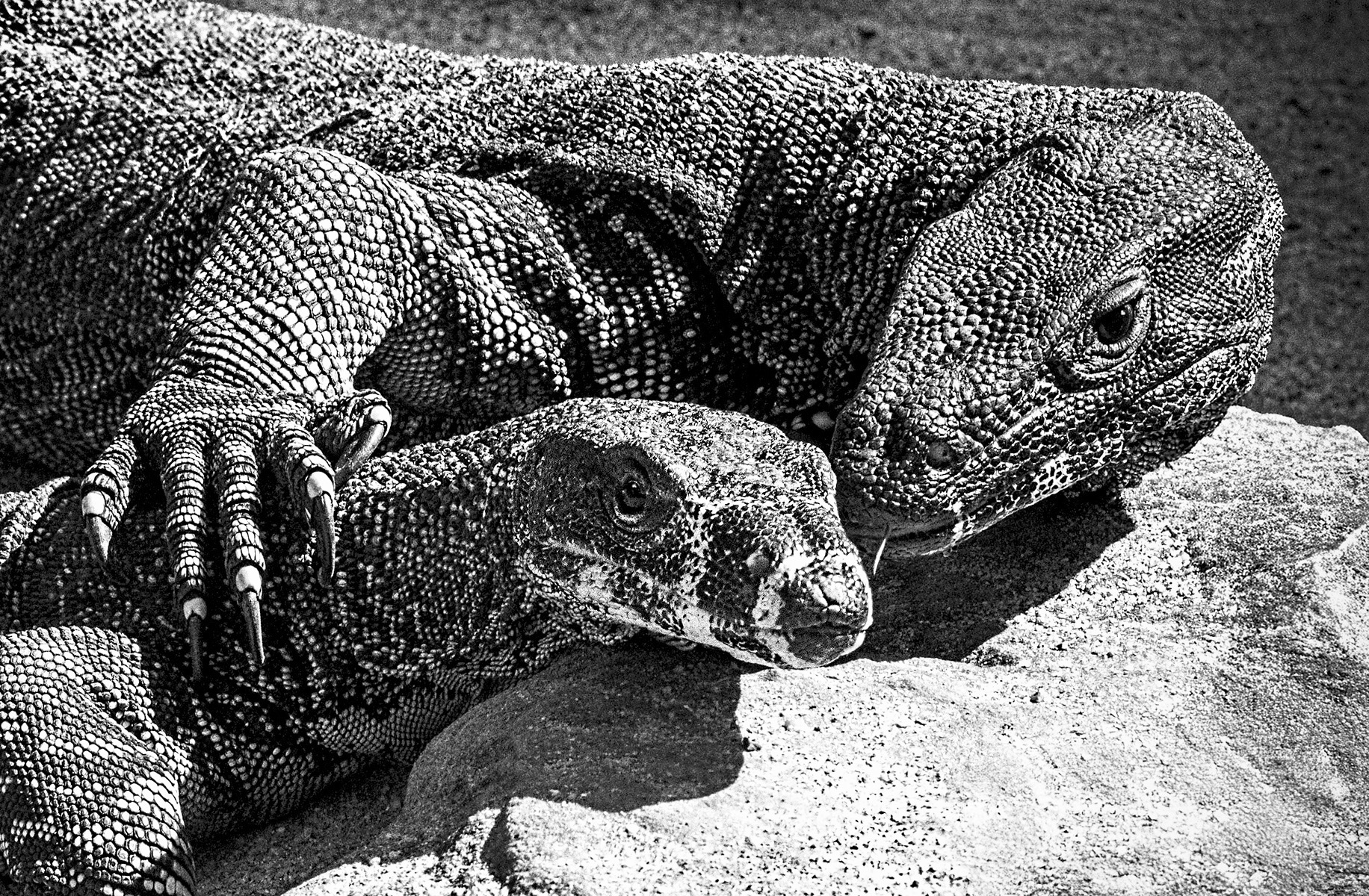 Early Morning Cuddles