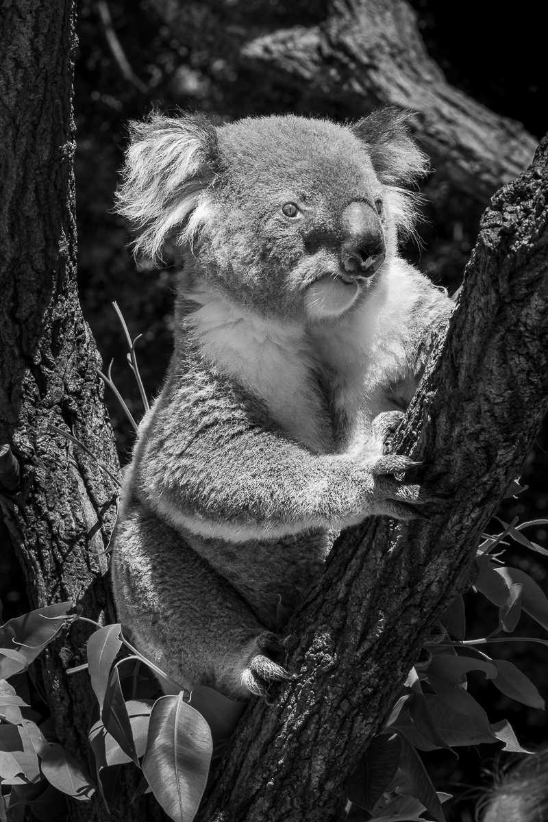 Waiting_for_breakfast