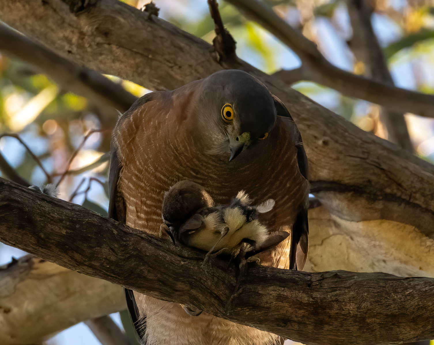 Sparrowhawk Breakfast by Les Schumer Sparrowhawk Breakfast