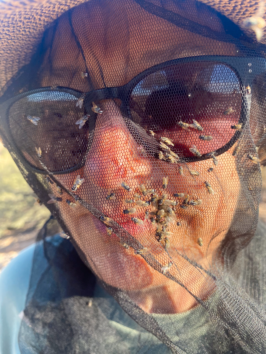 Flies by Greg Powell Flies
