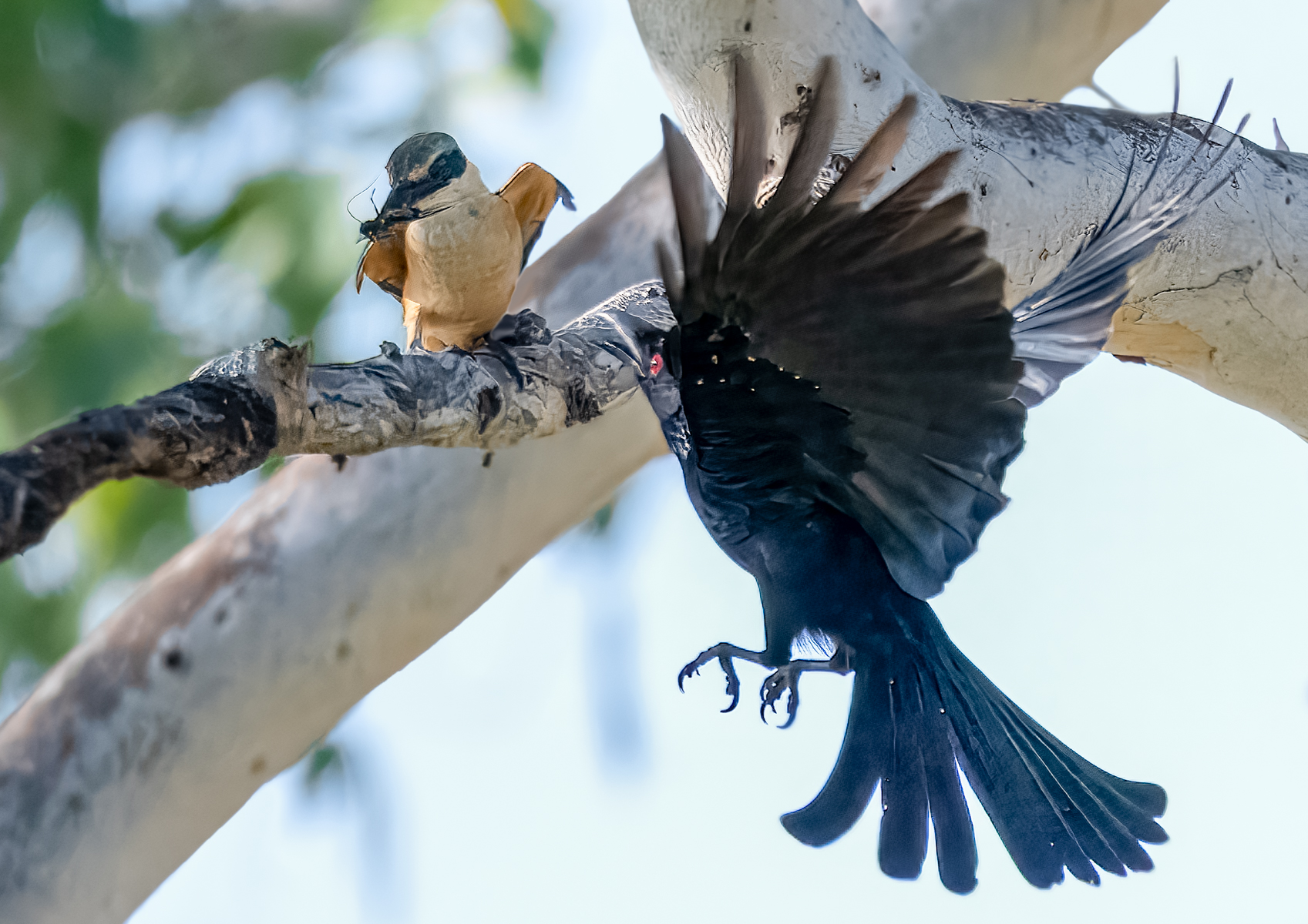 Thieving Drongo by Les Schumer Thieving Drongo