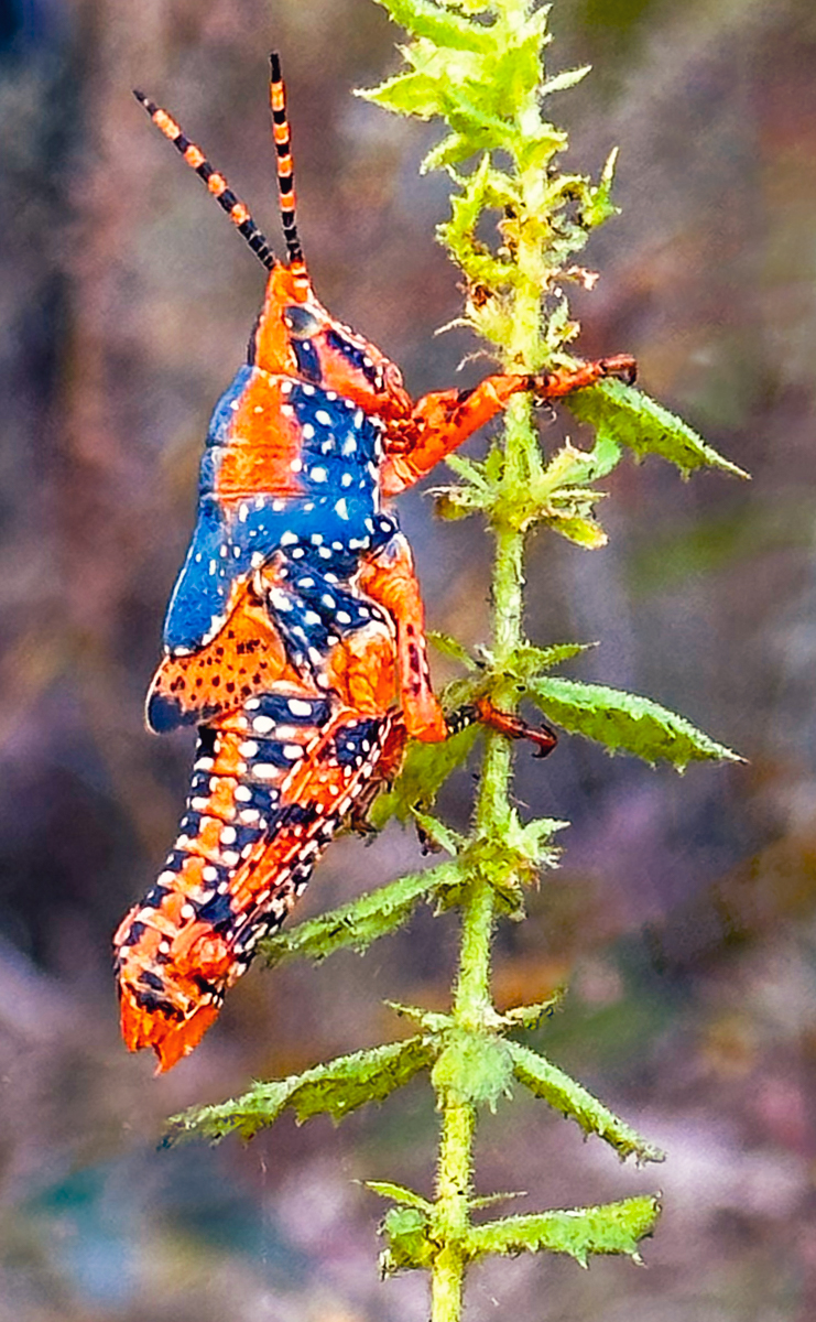 The Jewel Bug by Deidre OBrien The Jewel Bug