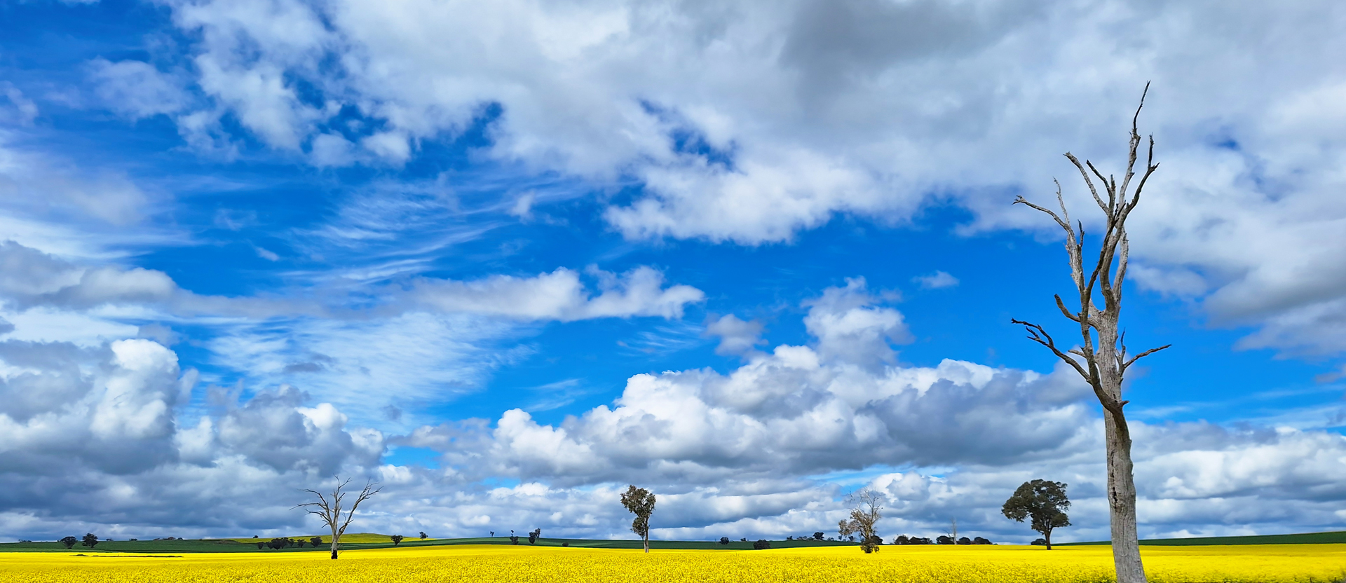 Cowra Canola by Paul Chad Cowra Canola