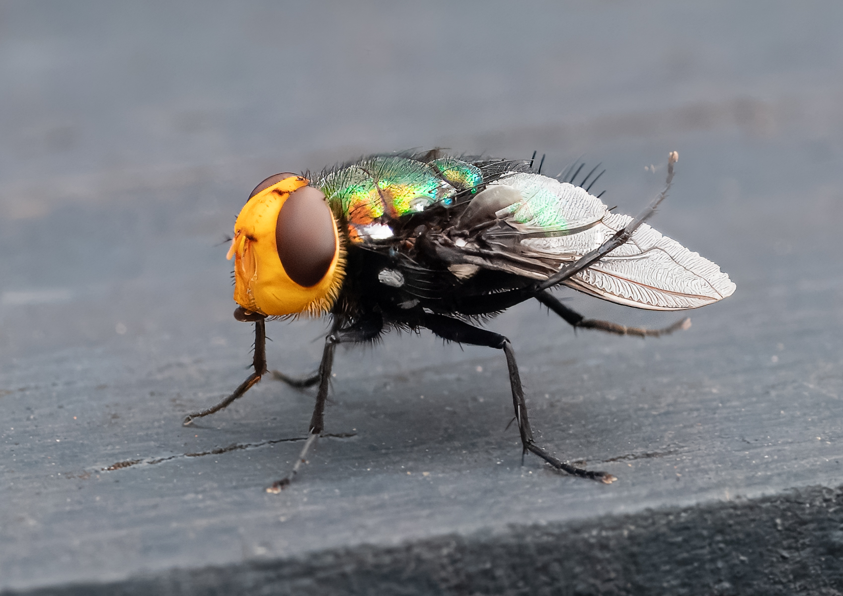 Fly