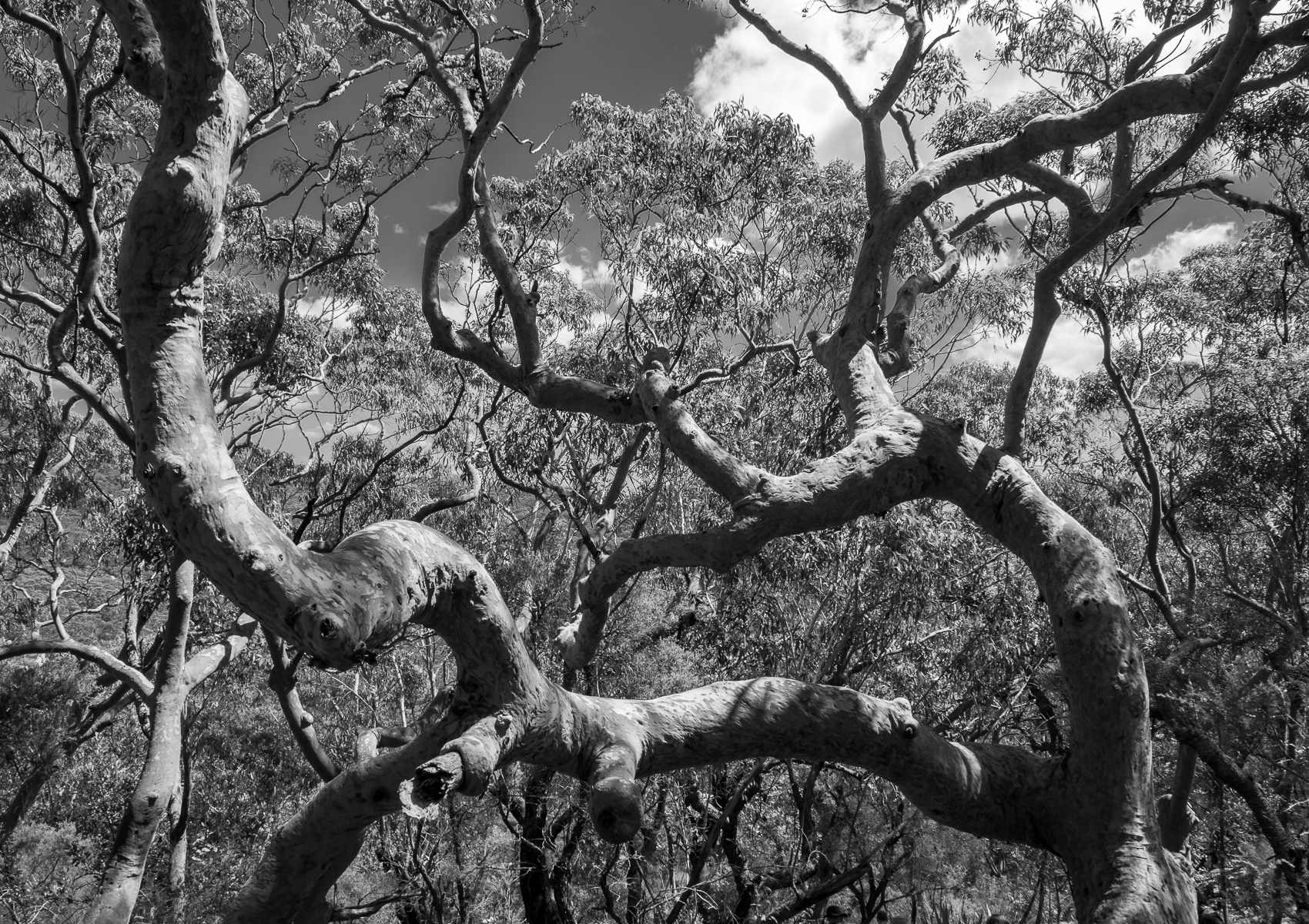 Gnarly Branches