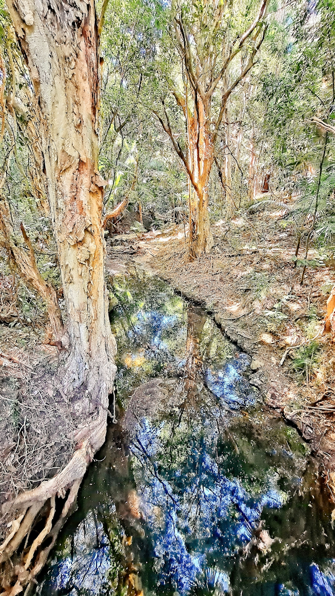 Middle Creek, The Rainforest Walk