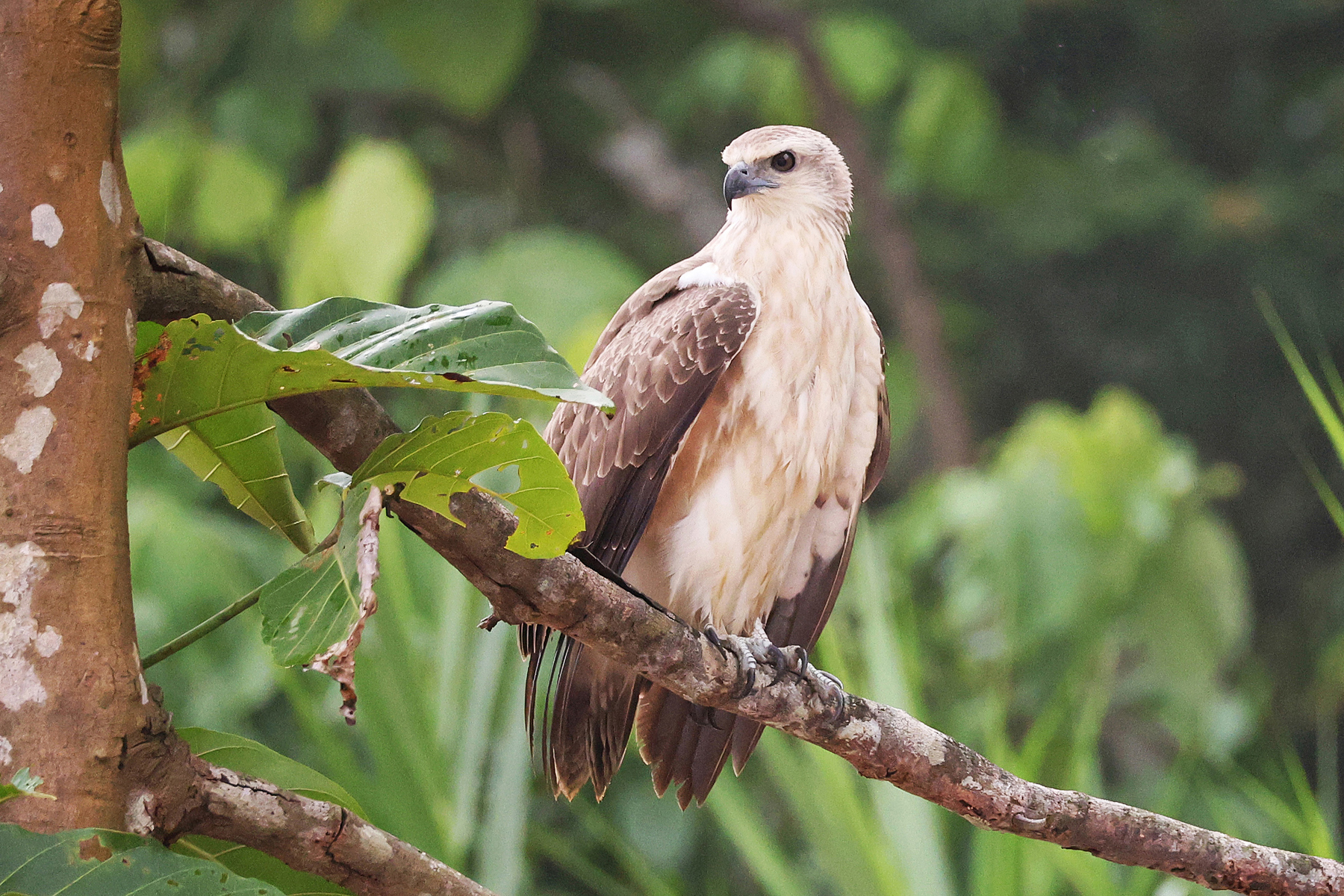 Sabah Eagle by Andrew Gray Sabah Eagle