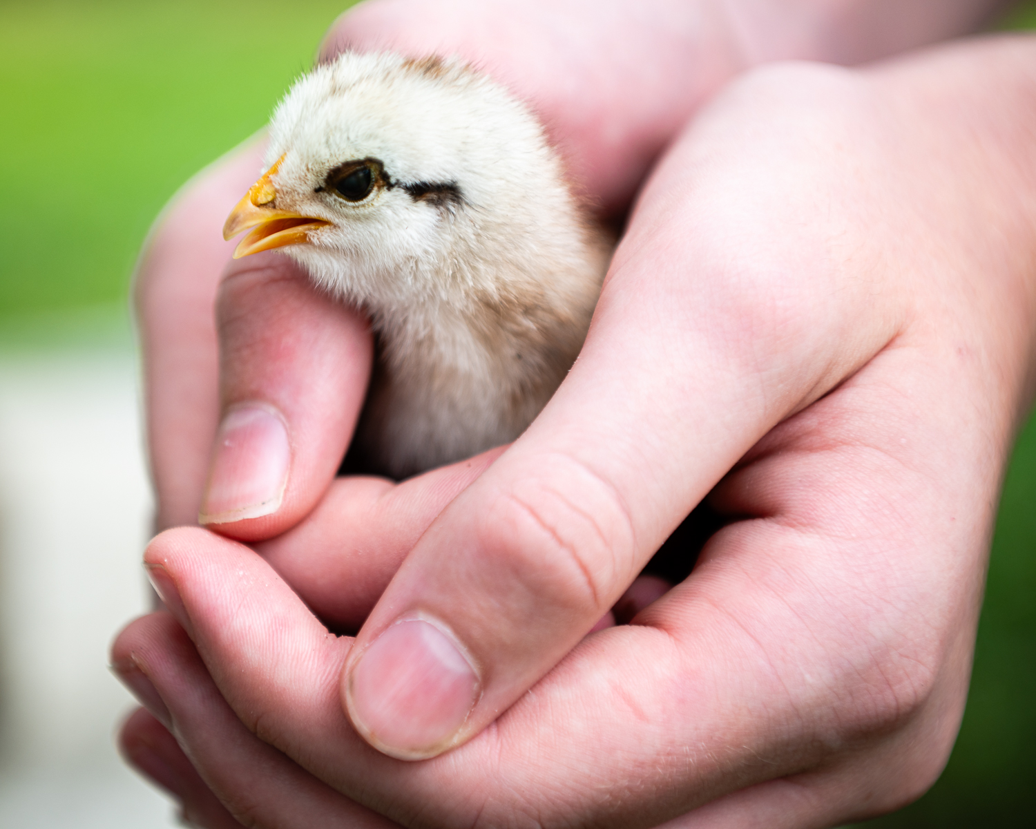 Cradled Chick by Matt Dawson Cradled Chick