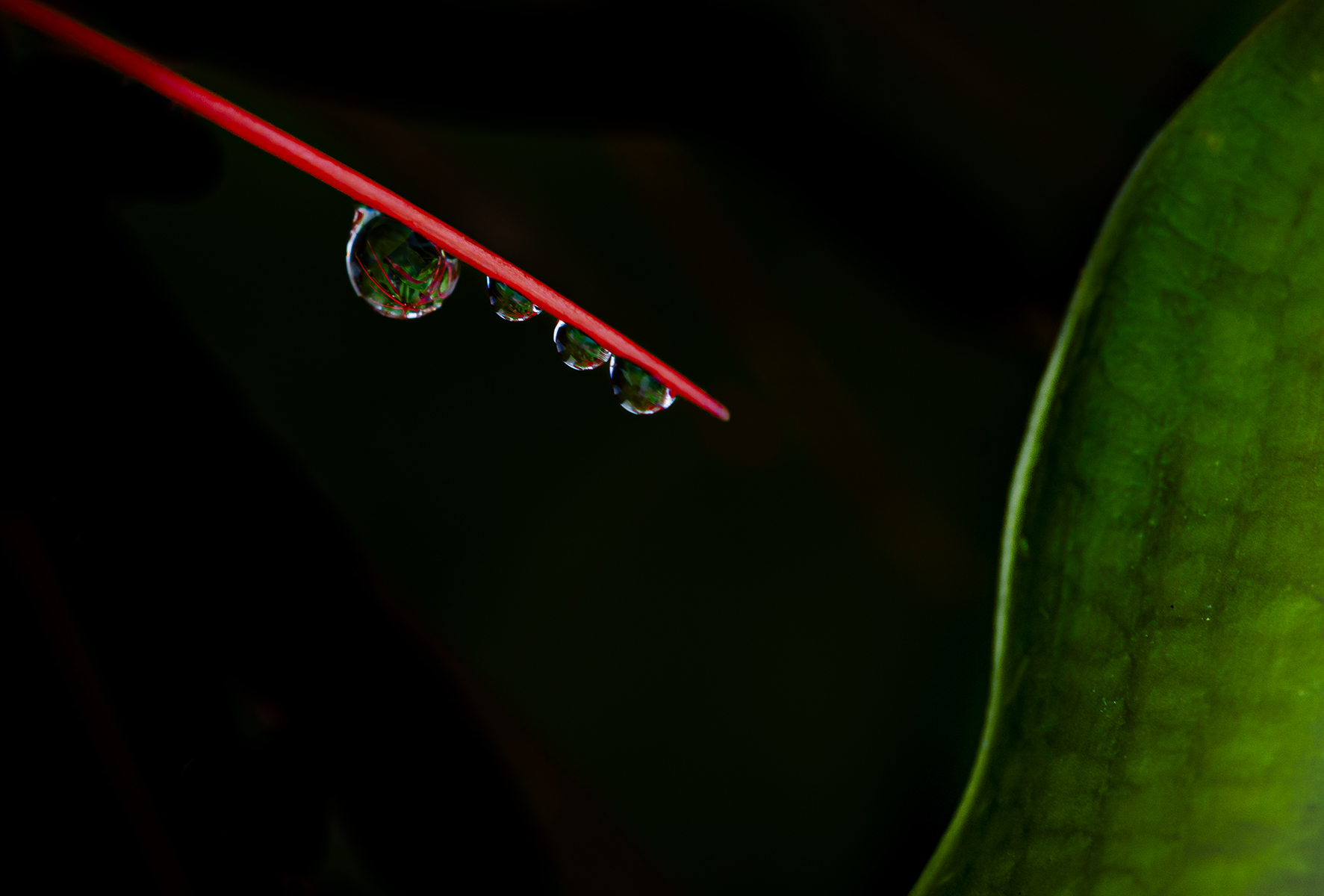 Water droplets in my garden