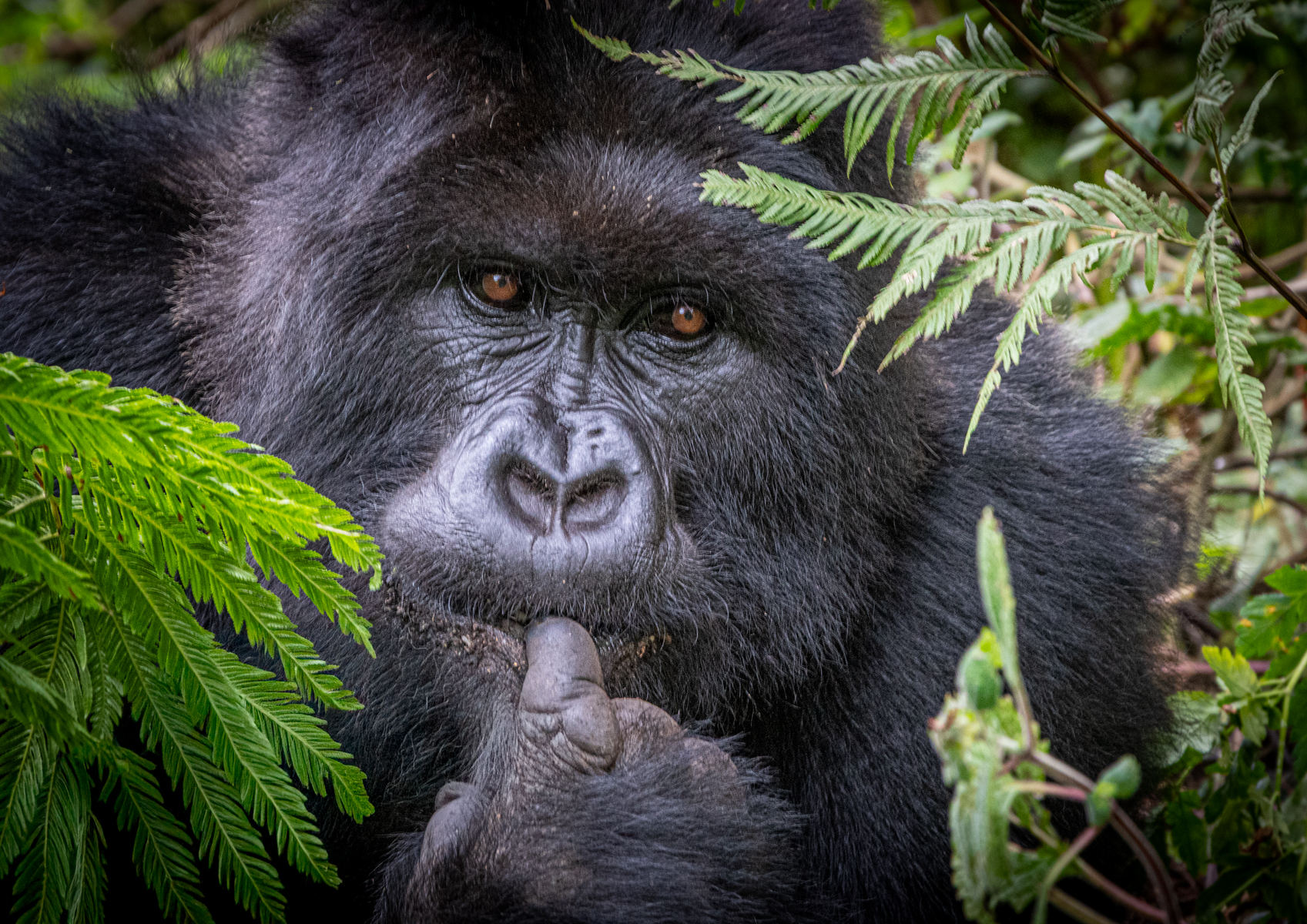 Hmmmmmm by Les Schumer Hmmmmmm