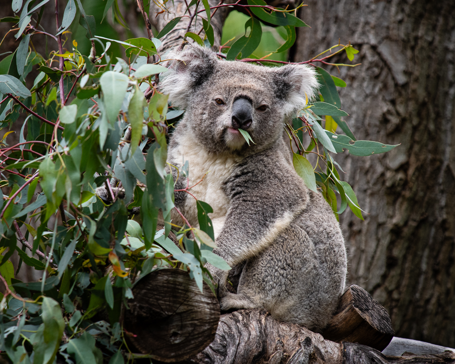 Munching by Matt Dawson Munching