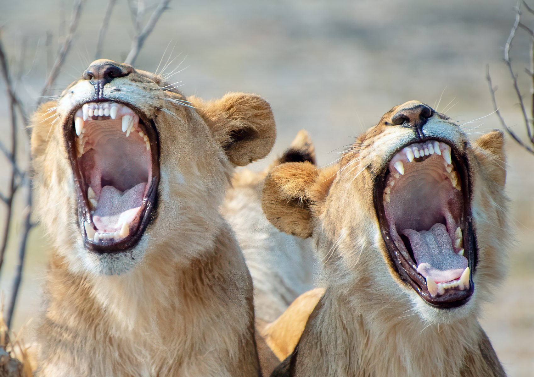 Synchronized yawning by Mandy Varley Synchronized yawning