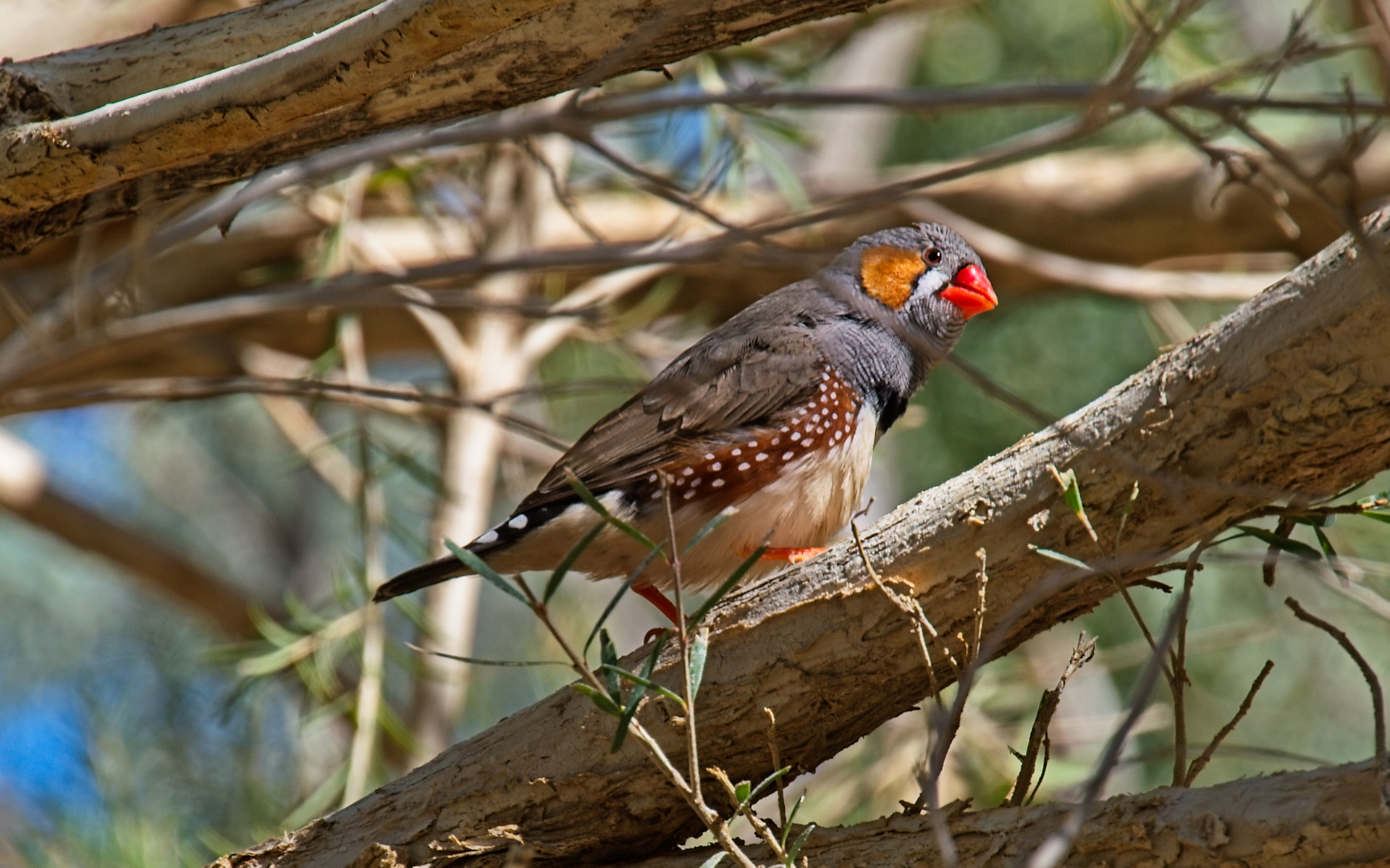 Zebra Finch