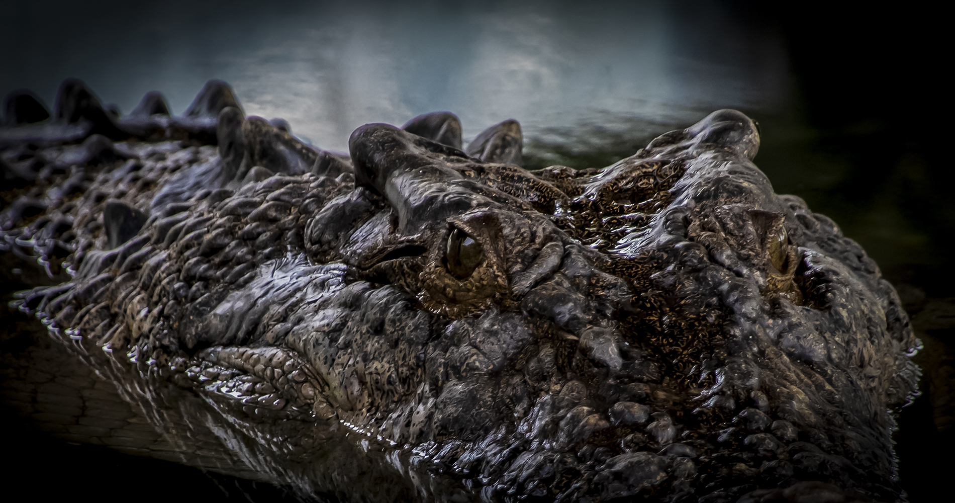 The Mighty Crocodile