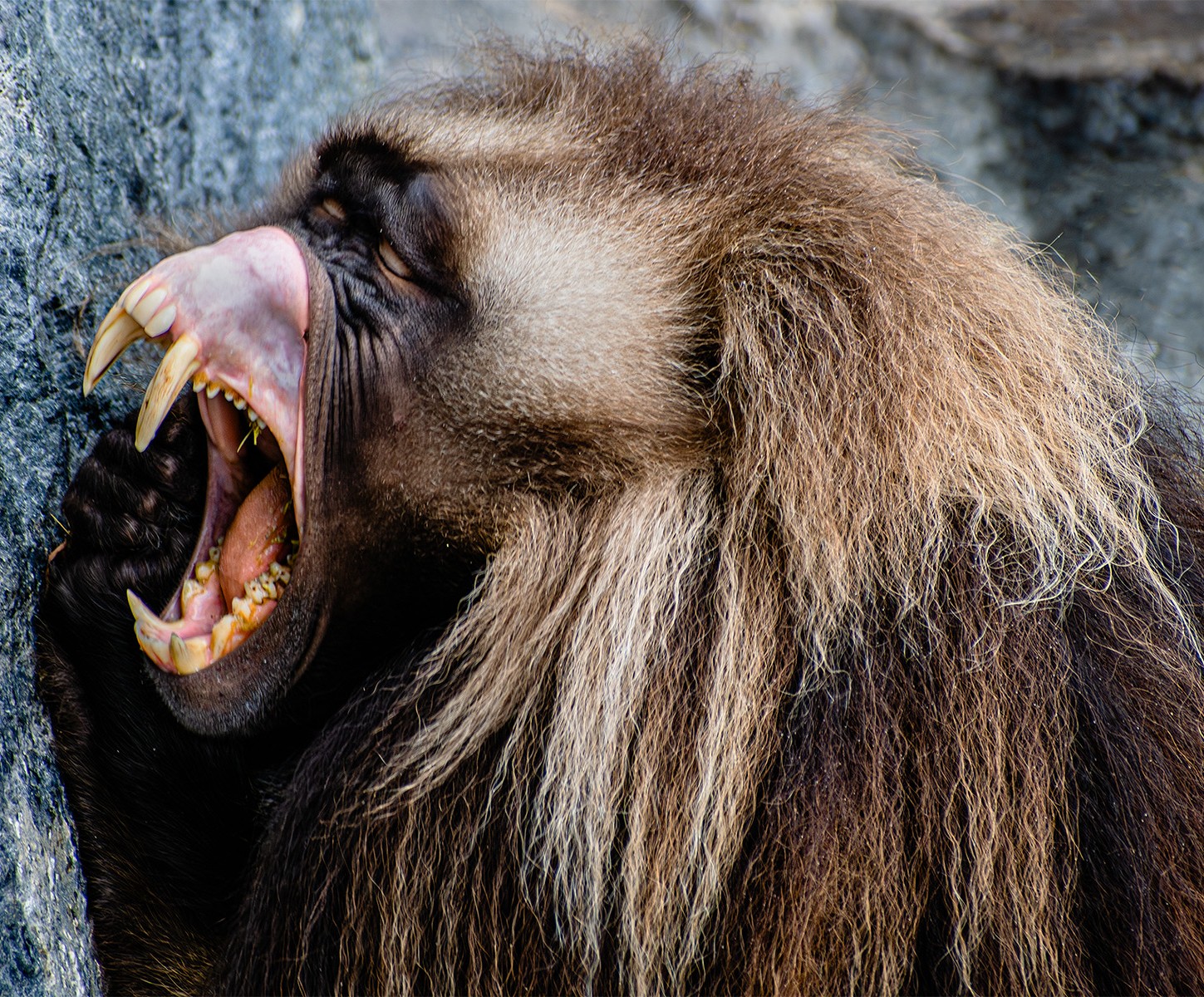 Open wide by Sandra Chapman Open wide