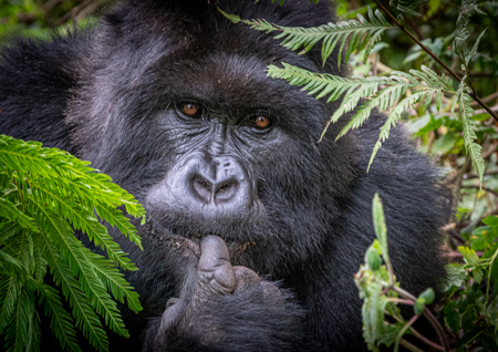 Les Schumer AAPS QPSA GPU CR1