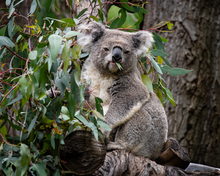 Matt Dawson LAPS QPSA AFIAP