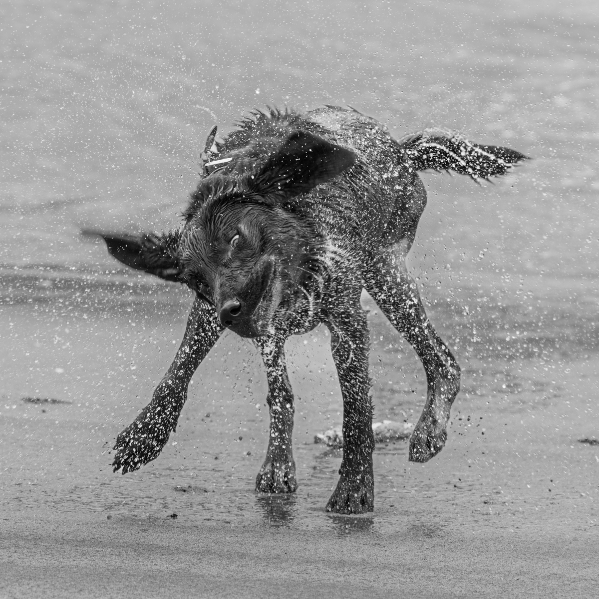 Tess Drying Off by Tim Porteous Tess Drying Off