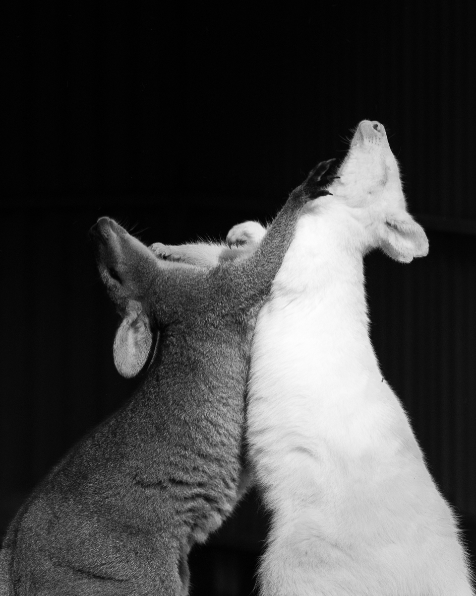 Albino Fight by Matt Dawson Albino Fight