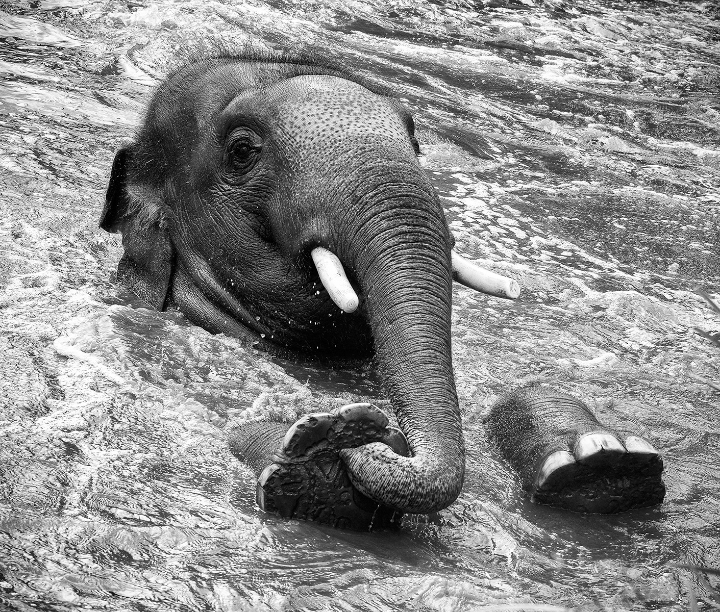 Bath Time Again by Ann Lamb Bath Time Again