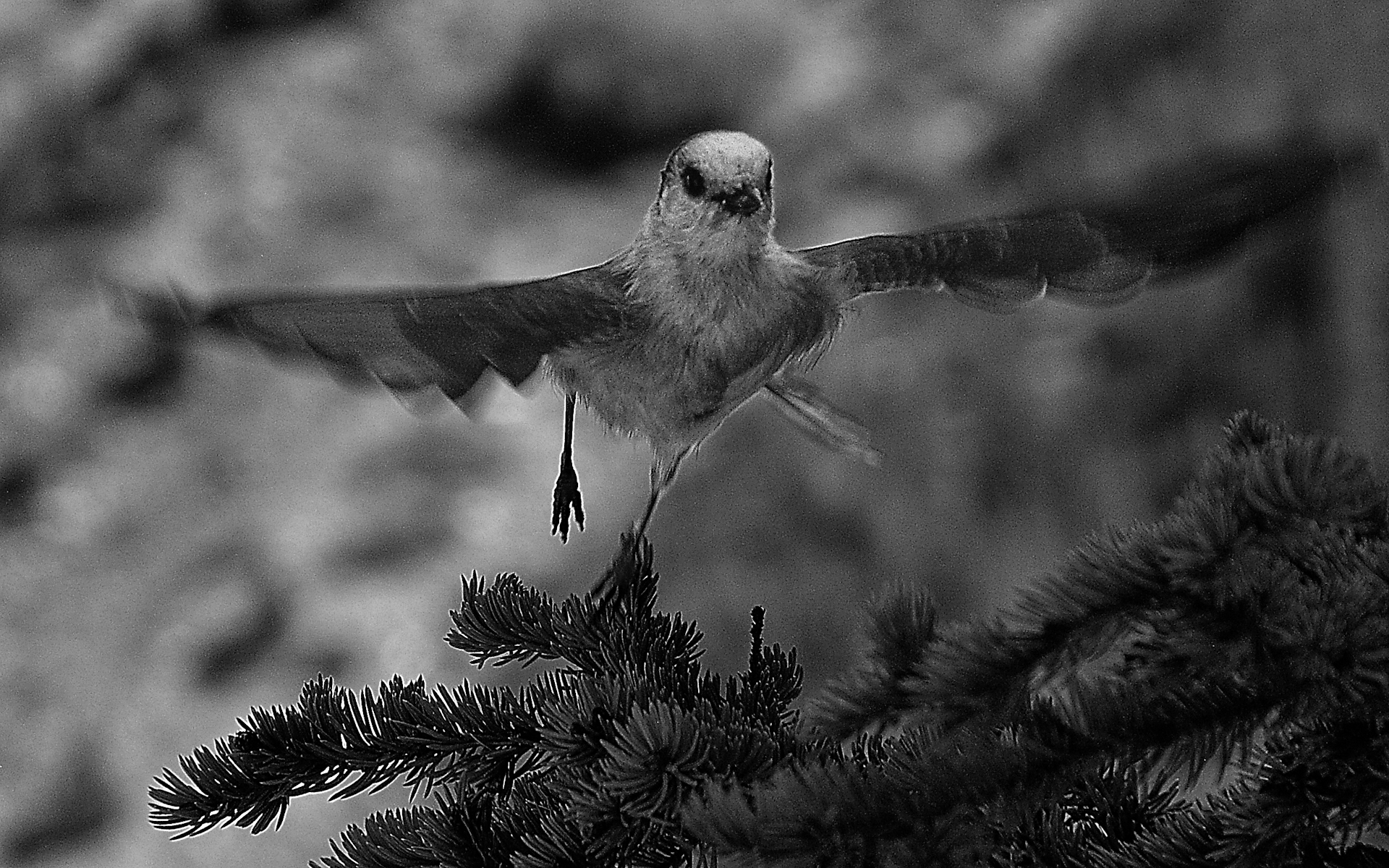 Canada Jay Takeoff Mode by Bruce Shaw Canada Jay Takeoff Mode