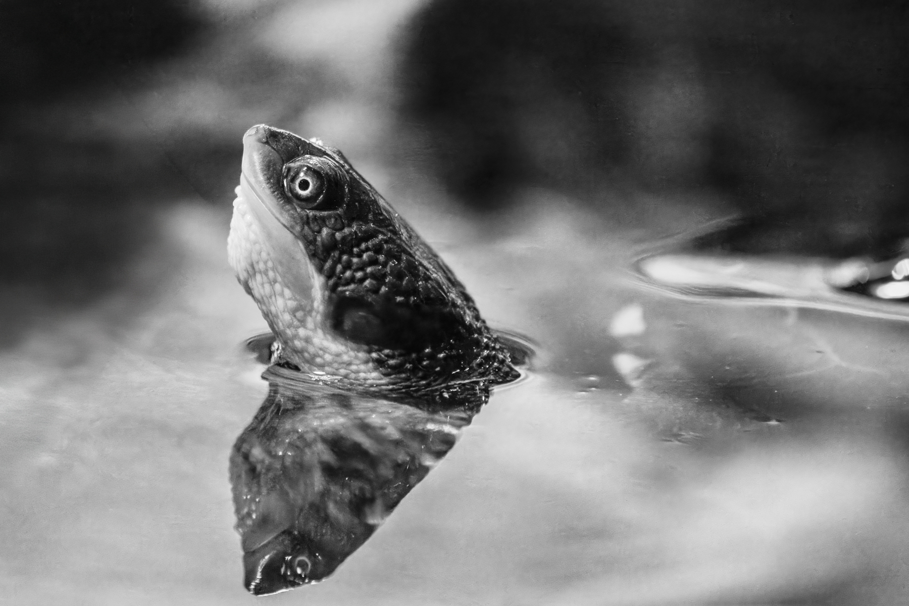 Tortoise coming up for air