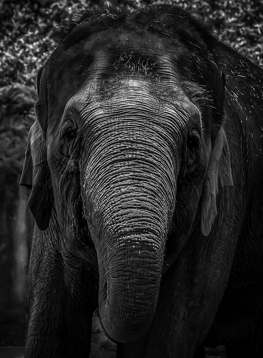 Staring at me by Clara Soedarmo Staring at me