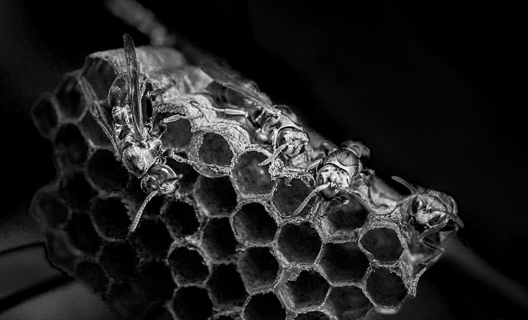 Guardians of the Hive