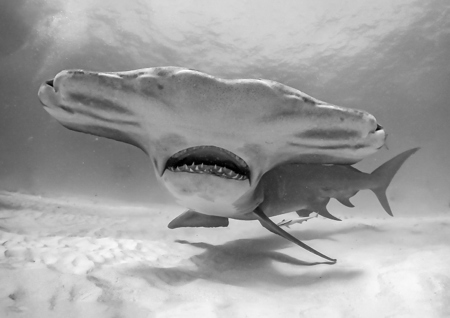 Les Schumer AAPS QPSA GPU CR1