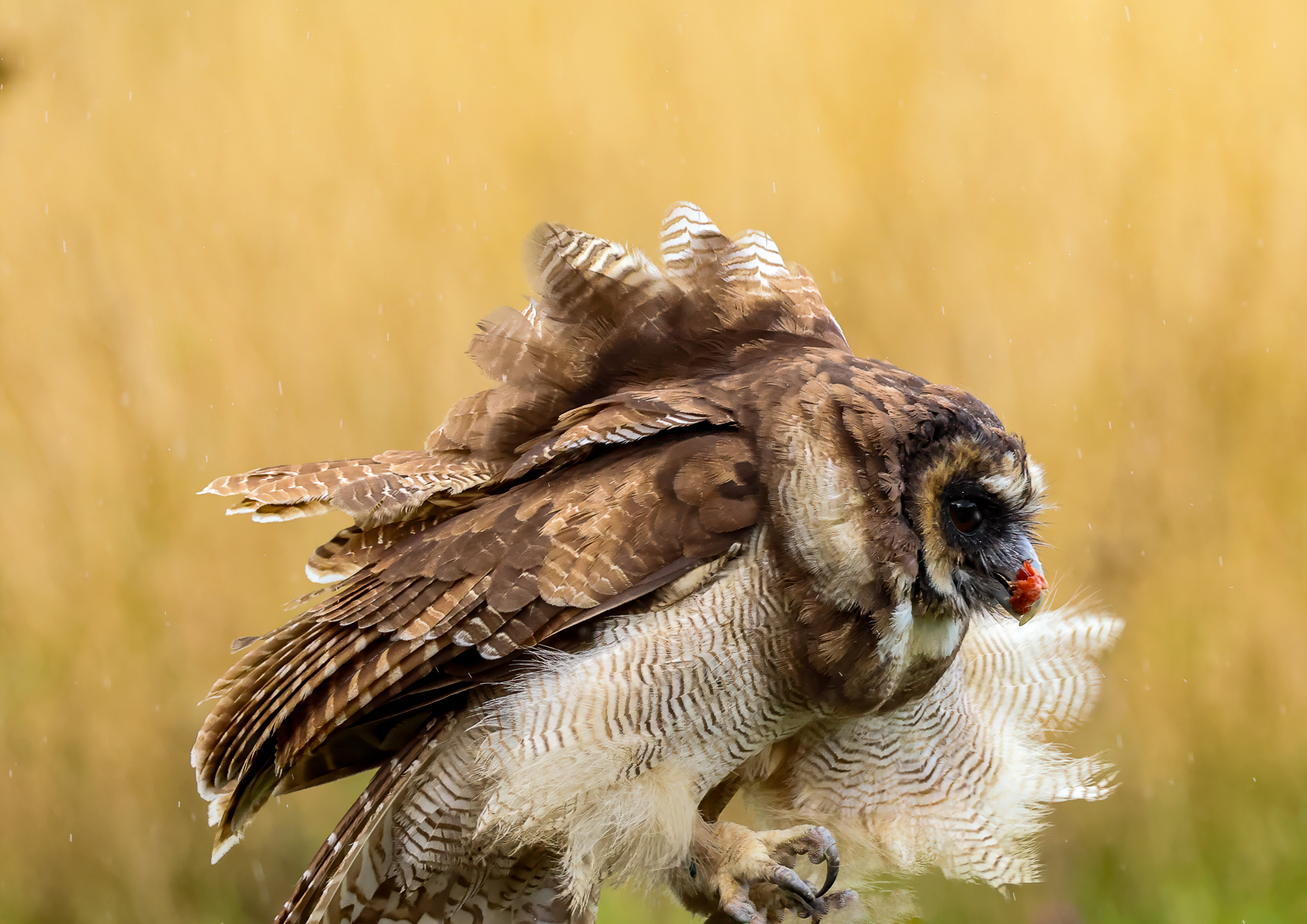 Working for his supper