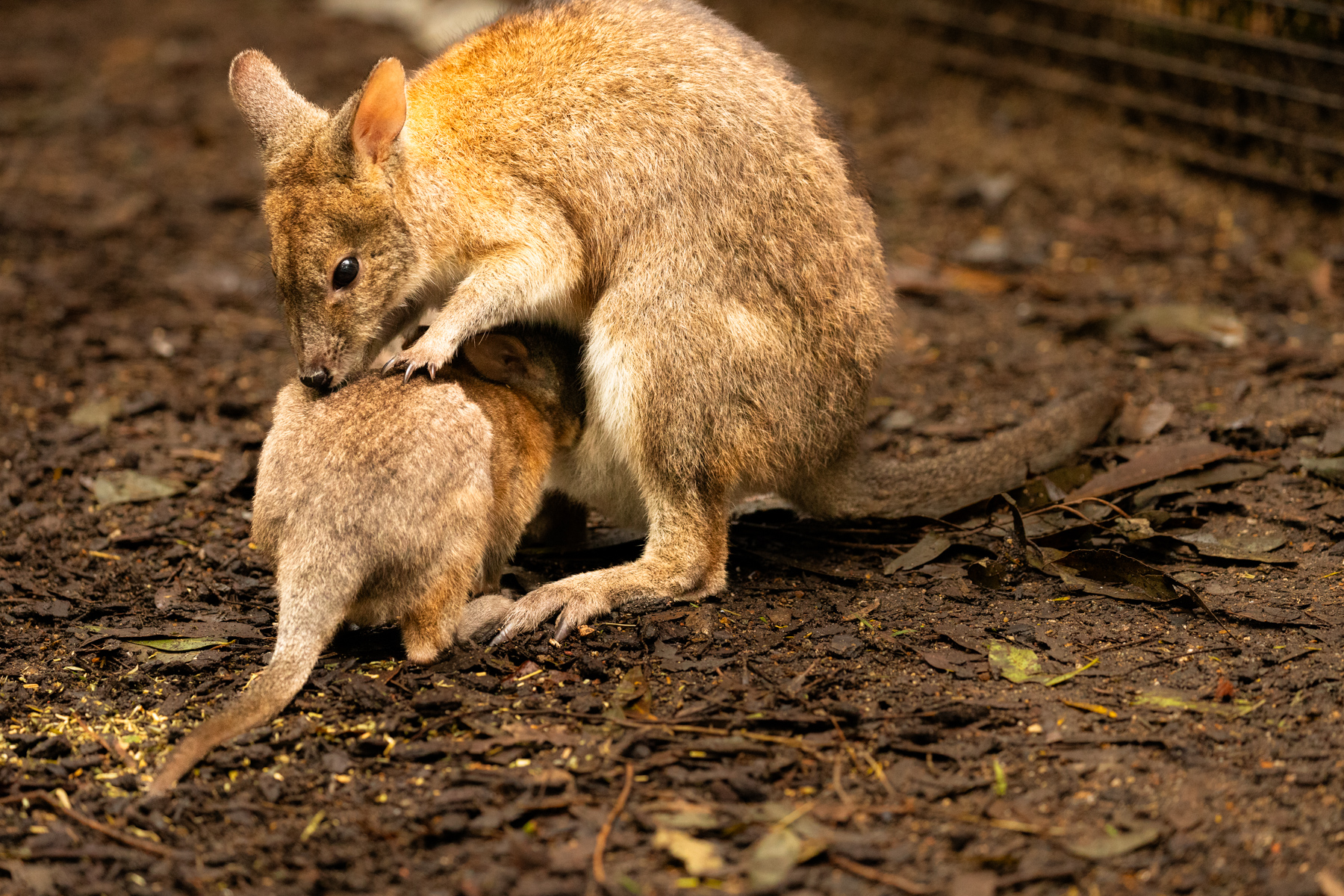 I will look after you son
