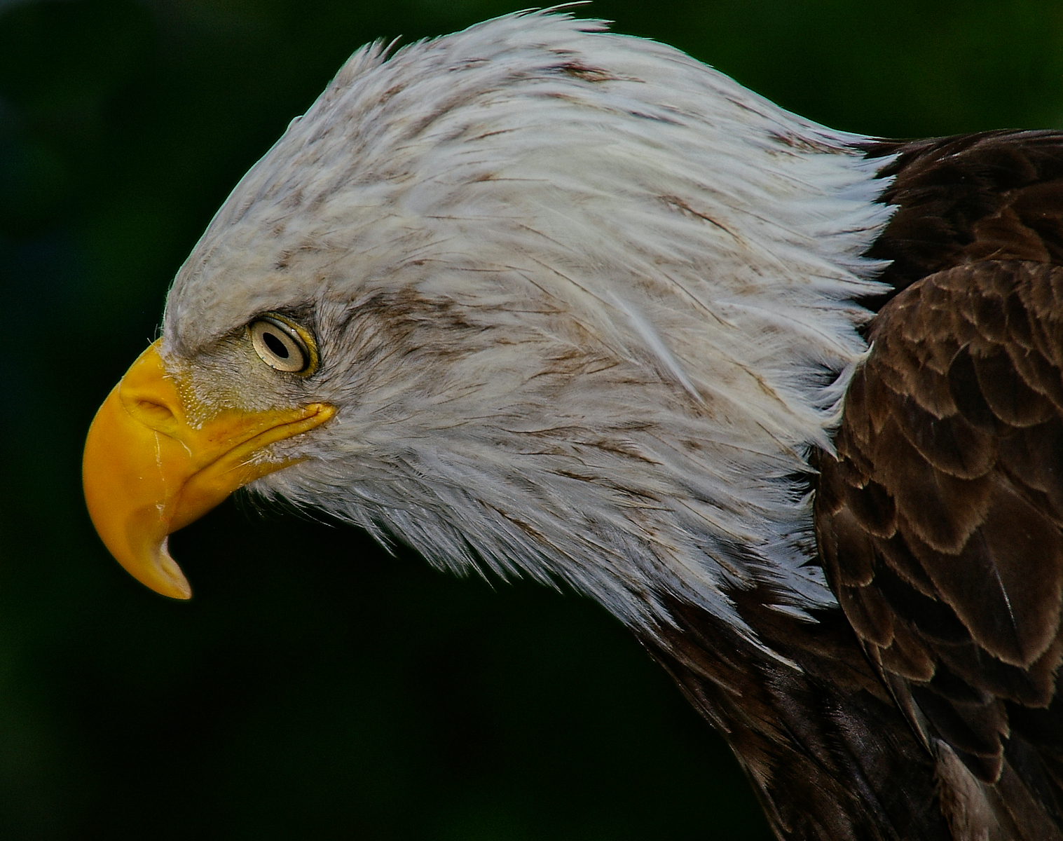 Bald Eagle A Sharp Eye