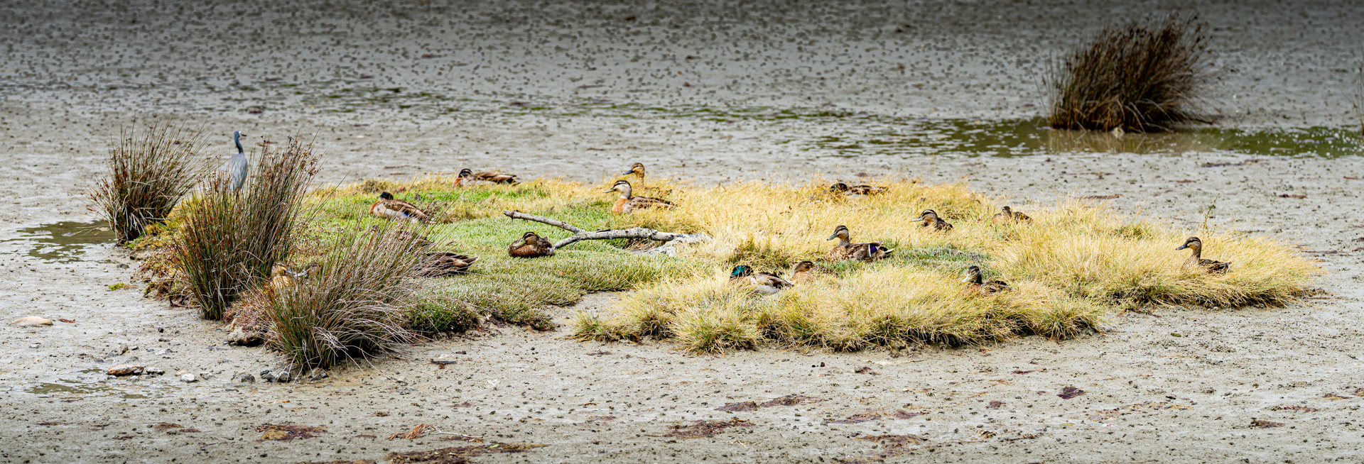 Duck refuge by Tim Porteous Duck refuge